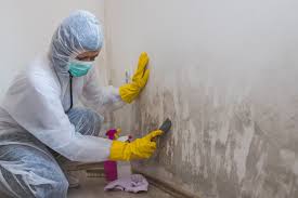 Best Black Mold Removal  in USA